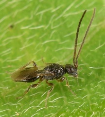 Megaspilidae