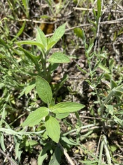 Monarda punctata