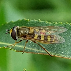 Eupeodes corollae