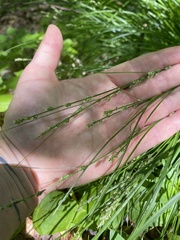 Carex brunnescens