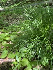 Carex brunnescens