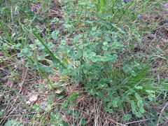 Euphorbia jenisseiensis