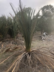 Macrozamia fraseri