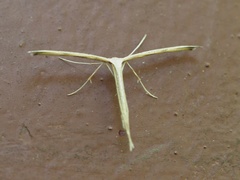 Emmelina monodactyla