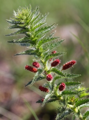 Acalypha glandulifolia