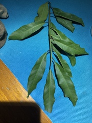 Capparis arborea
