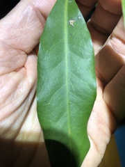 Capparis arborea