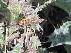 Pyropteron minianiforme