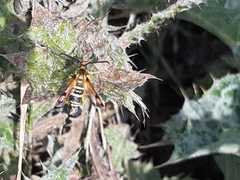 Pyropteron minianiforme