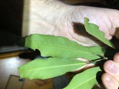 Capparis arborea