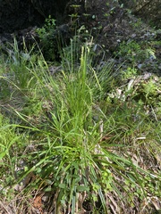 Carex arctata