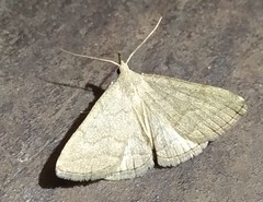 Pechipogo strigilata