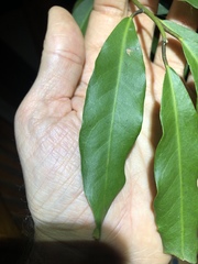 Capparis arborea