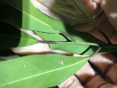 Capparis arborea