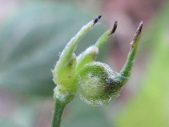 Clematis terniflora mandshurica