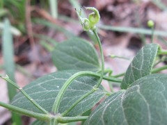 Clematis terniflora mandshurica