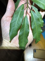 Capparis arborea