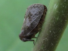 Dentatissus damnosus