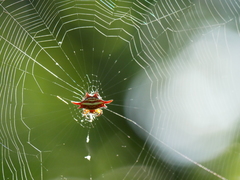 Gasteracantha milvoides