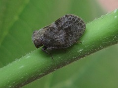 Dentatissus damnosus