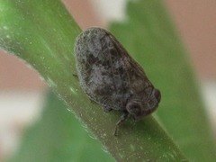 Dentatissus damnosus