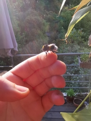Bombus