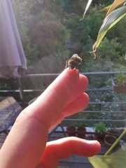 Bombus
