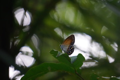 Argyronympha pulchra