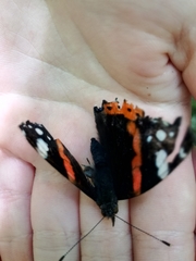 Vanessa atalanta