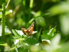 Junonia sophia