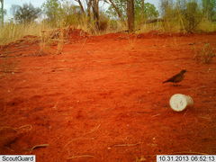 Climacteris melanurus