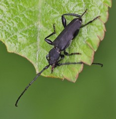 Ropalopus macropus