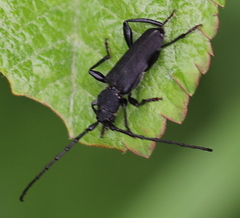 Ropalopus macropus