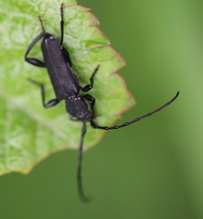 Ropalopus macropus