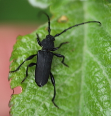 Ropalopus macropus
