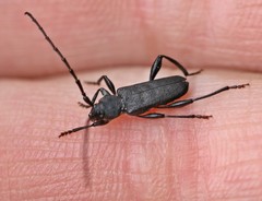 Ropalopus macropus