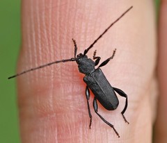 Ropalopus macropus