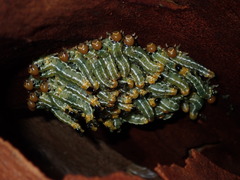 Pteryperga galla