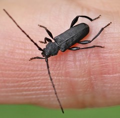 Ropalopus macropus
