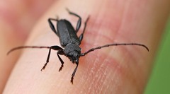 Ropalopus macropus