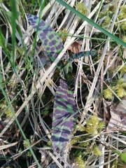 Dactylorhiza maculata