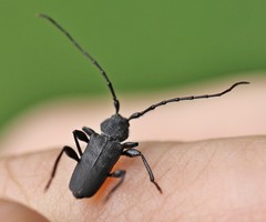 Ropalopus macropus