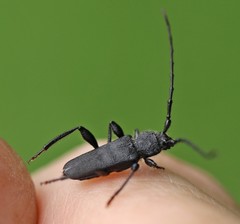 Ropalopus macropus