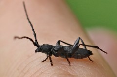 Ropalopus macropus