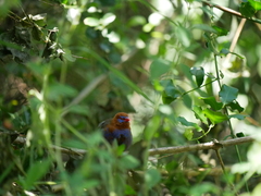 Granatina ianthinogaster