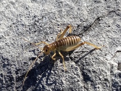 Deinacrida connectens