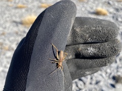 Deinacrida connectens