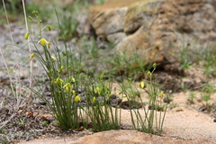 Albuca shawii