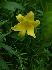 Hemerocallis minor