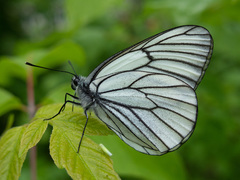 Aporia crataegi
